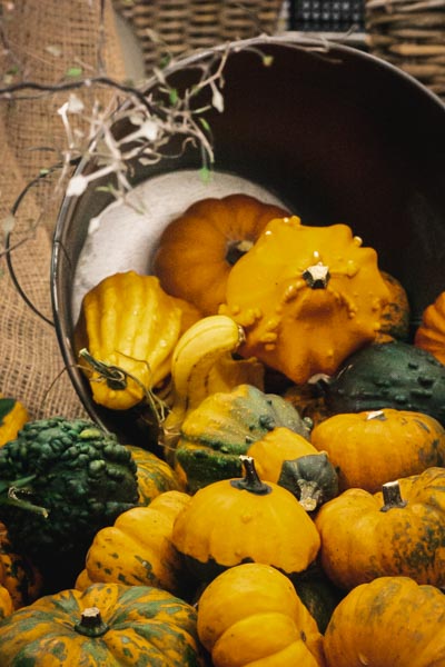 Potirons et coloquintes sont arrivés dans vos jardineries Tournesols